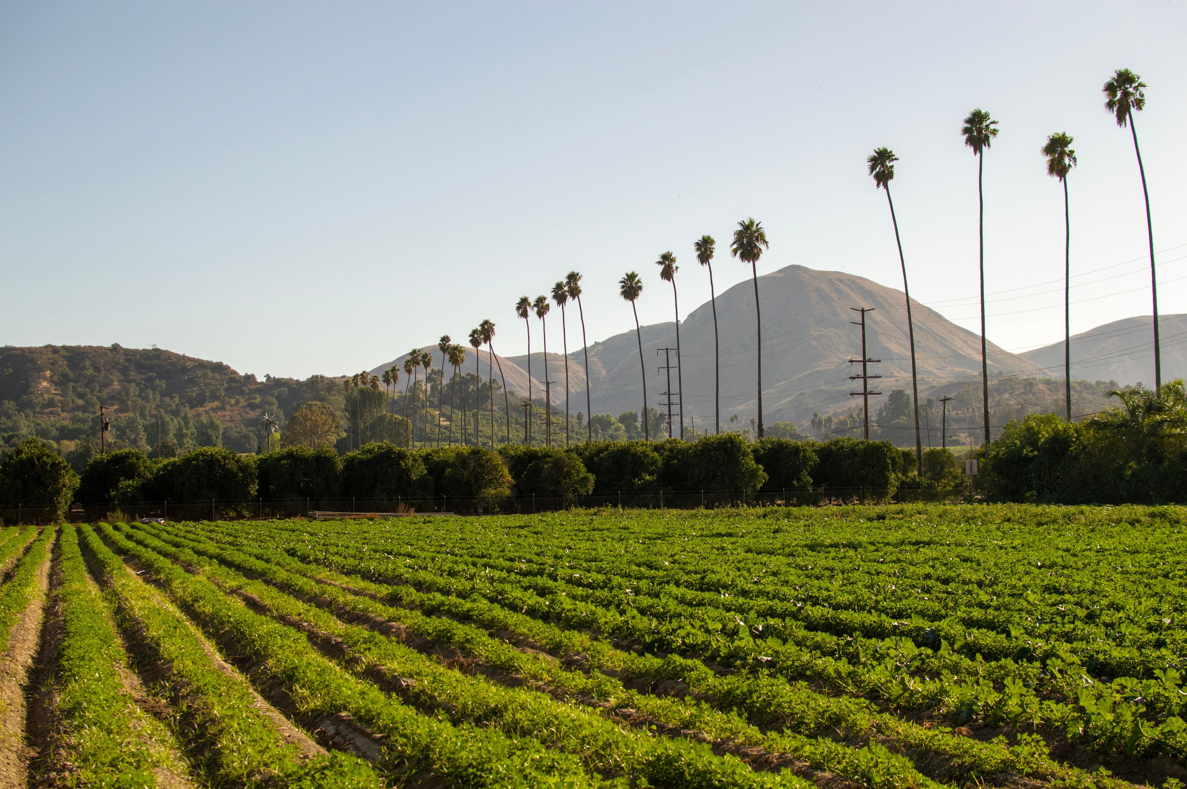 Regional Diversity - California